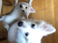 5 aylık japon spitz yavru