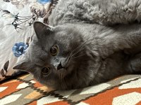 Kısır Aşılı Çipli Erkek British Longhair