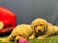 Renk Renk Labrador Yavrularımız