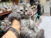 british longhair bebeğimiz