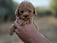 TOY POODLE YAVRULARIMIZ