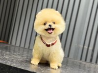 Show Kalite Pomeranian Boo Yavrular