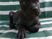 %100 IRK GARANTİLİ CANE CORSO YAVRULARIMIZ