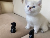 Tatlı mı tatlı British Shorthair yavrular