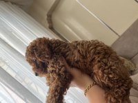 Evinizin neşesi poodle köpeğiniz