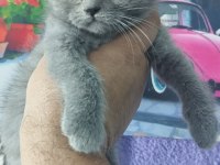Fawn ve blue british shorthair yavrularım hazır