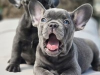 Blue French Bulldog Yavruları İstanbul 