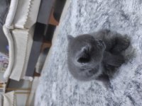 Cins kedimiz british shorthair