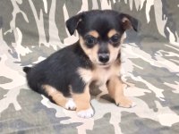 Minyatür pinscher yavrularımız sahiplendirilecek
