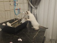 Siyam cinsi kedilerimi sahiplenmek istiyorum
