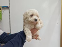 Maltese erkek yavru