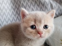 British shorthair scottish fold yavrular