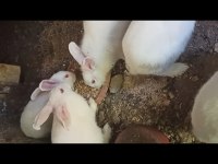3 tane dişi beyaz tavşan satılıktır
