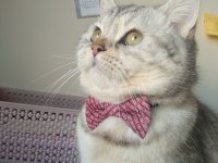 British shorthair oğlumuza eş arıyoruz
