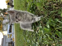 Yavru sağlıklı british shorthair