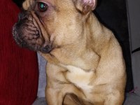 French bulldog dişi
