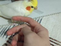 Uyguna sultan papağanı kafesi ile