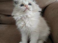 SECERELİ RAGDOLL YAVRULAR