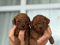 TEACUP AŞILI EĞİİTİMLİ PREMIUM TOY POODLE