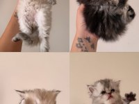 Orjinal Chinchilla Bebeklerim