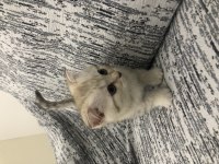 2 aylık scottish fold izmir