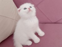 Scottish fold