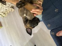 Son dişi 55 günlük malinois