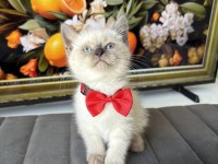 Kaliteli British Longhair Bebekler