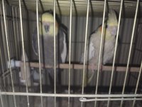 3 takım sultan papağanı