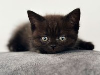 ÇOK OYUNCU Scottish / British fold Blue point Yavrular