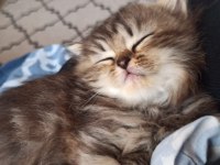 SAFKAN CHİNCHİLLA KEDİLER