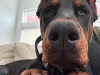 Hırslı Doberman yavrular