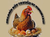BILDIRCIN CİVCİVLERİ VE KULUÇKALIK BILDIRCIN YUMURTASI
