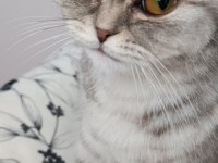 Uygun yavru scottish fold dişi