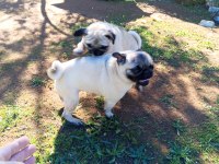 Satılık pug köpeği