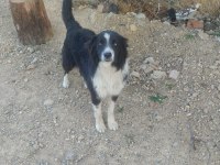 Papi dost köpekler