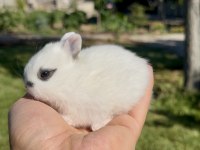 Hollanda cüce tavşanlar (netherland dwarf)