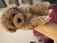 En uysal ve sevimli 0 numara maltipoo