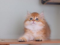 British longhair safkan erkek