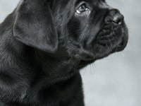 Mükemmel Cane Corso İtalyano