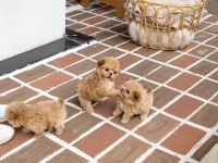 Maltipoo yavrularımız