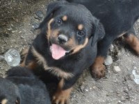 Koca kafa rottweiler yavruları
