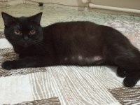 Hamile Siyah British Shorthair