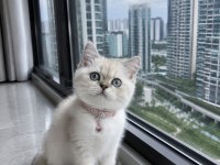 British Shorthair Blue Point Silver Point