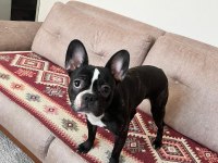 Eğitimli Çipli French Bulldog