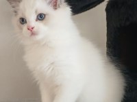 Orijinal Ragdoll Bebekleri