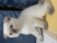 2.5 aylık blue point scottish fold güvenli yuva arıyor