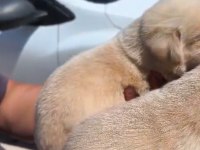 Şampanya labrador yavruları