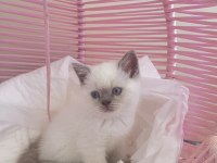 BRİTİSH SHORTHAİR BLUE POINT