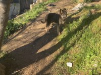 ALMAN KURDU YAVRUSU